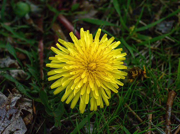 Dandy Lion-Trudy Sloan