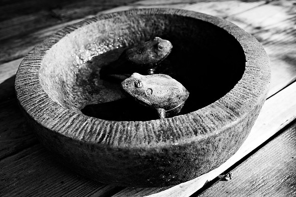 27. Bowl of Frogs