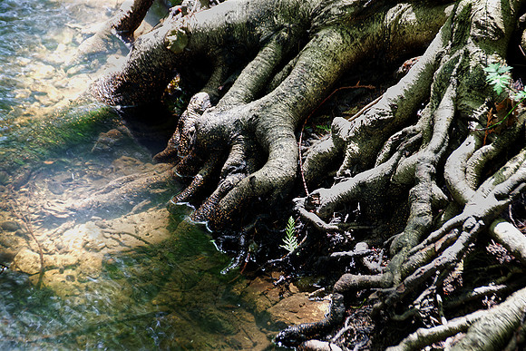 Norman Mathew Brooklyn Creek Roots