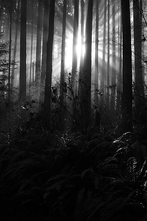Rays