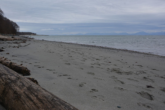 Winter Beach - Annie Troy