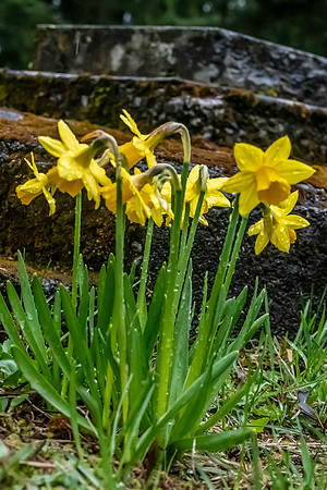 Neal Erickson  Miniature Daffodils, Japanese & Chinese Cemetary, Ap.17.2023-21