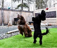 Image #2 - Ball Frenzy