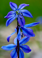 May 2023 Competition - Spring Flowers