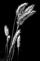 13. Grasslands