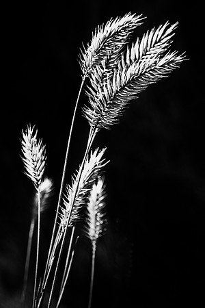 13. Grasslands
