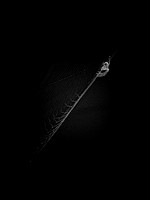 11. Come Into My Web