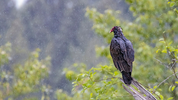 Pissed On and Pissed Off - Richard Boyle