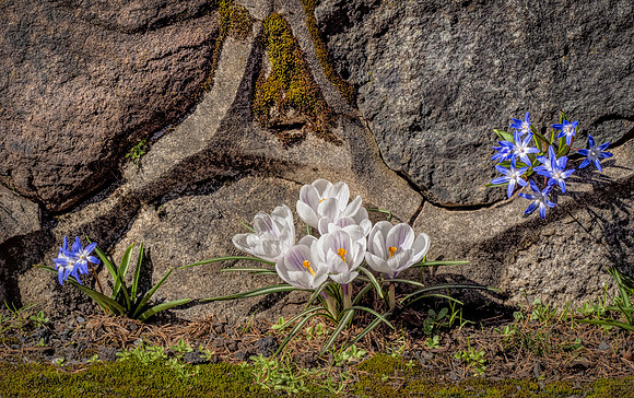 Spring Emergence-Laura Tait