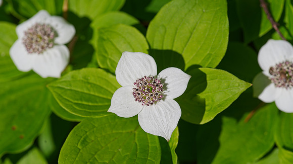 Sean False Dogwood