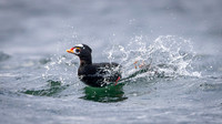 Bruce Moffat-Surfing Surf Scoter
