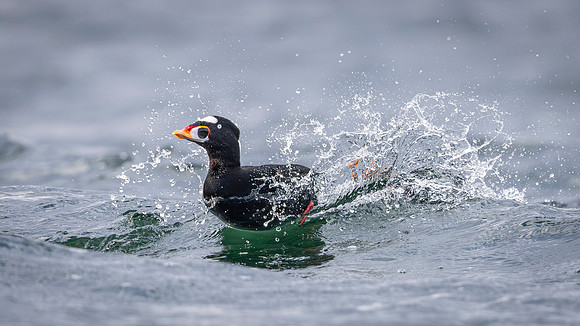 Bruce Moffat-Surfing Surf Scoter