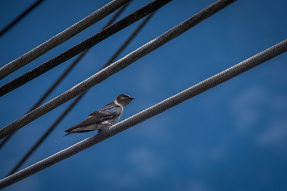 swallow. KDawsonjpg