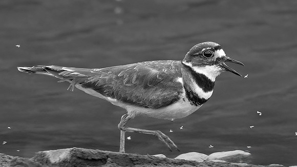 Food on the Fly