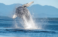 Image #20 - I Can Fly