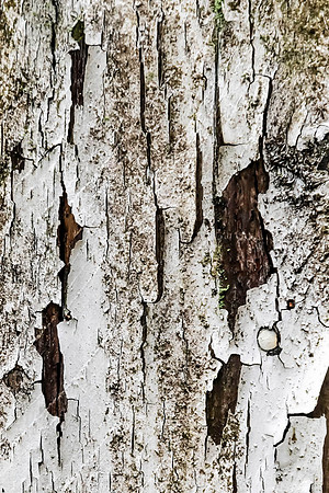 Neal Erickson Peeling Paint, Japanese & Chinese Cemetary, Ap.17.2023-15