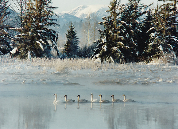 Early Morning Swim - Cathie Gailloux