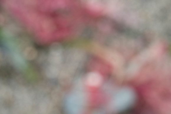 Darrell Tomkins - Intentional Blur_1300474