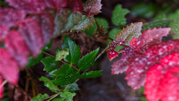 Norman Mathew-Oregon Grape