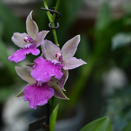 7-bloom- Julie G.jpg