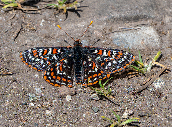 Anne Lacourt - Butterfly