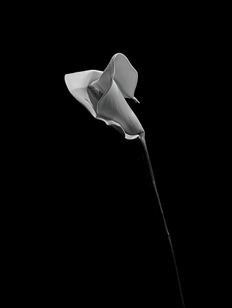Cindy Powell-Solitary