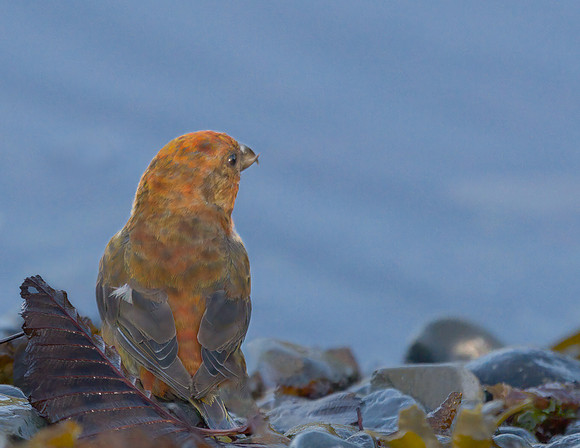 Marie MacIsaac-The Beachcombing Crossbill