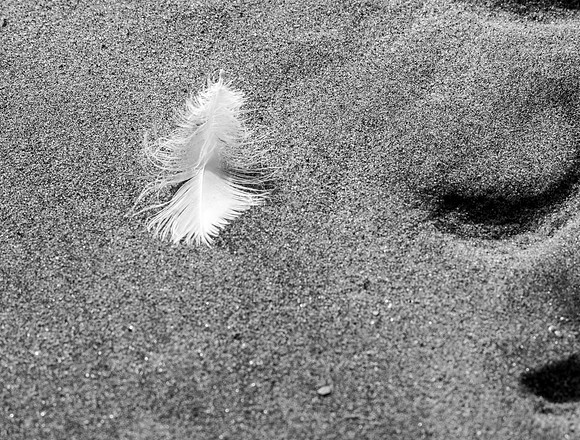 Anne Lacourt-Feather In Wind