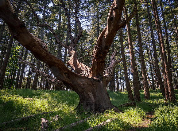 Laura Tait-oldest tree