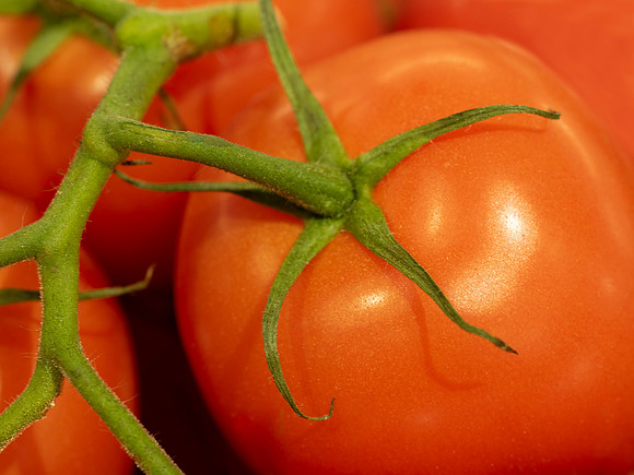 Lin A - star tomato