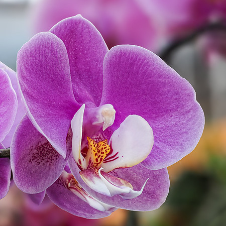 7 Winter Bloom Bill Jorgensen