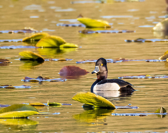 Evening Swim-Drew McIntyre