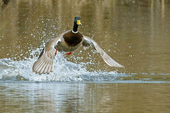 Liftoff-Richard Hilton