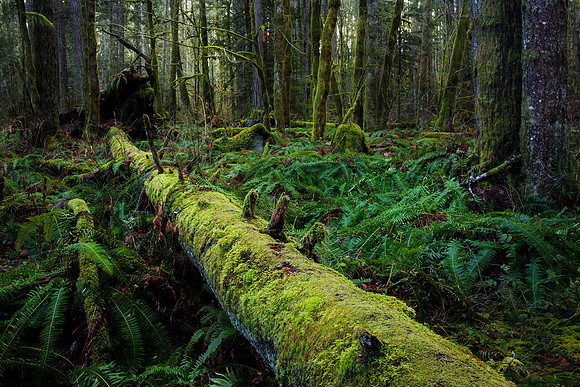 Forest Floor-Amitabh Bakshi