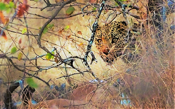 Lunching Leopard-Mike Joss