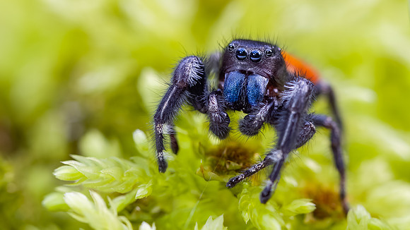 Phidippus johnsoni - Bruce Moffat