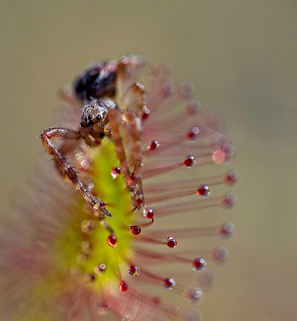 Said The Spider To The Sundew-Wink Richardson