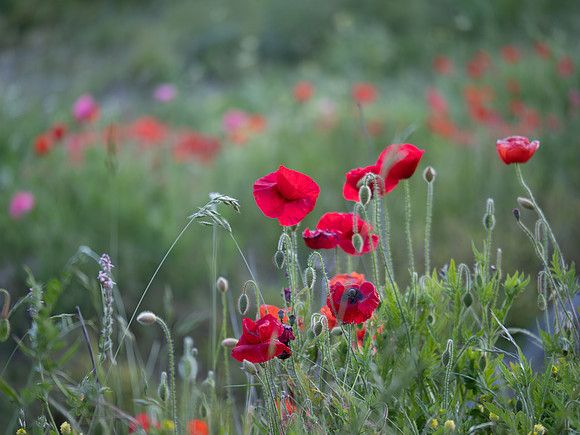 Spring Poppies-Nimisha Jimenez