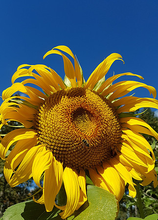 Sunflower-Jody Power