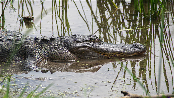 Texas Alligator-Norman Mathew