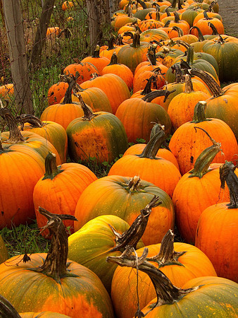 Bill T 2023-10-15 005 Shamrock Farms
