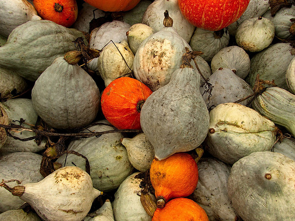 Bill T 2023-10-15 035 Shamrock Farms