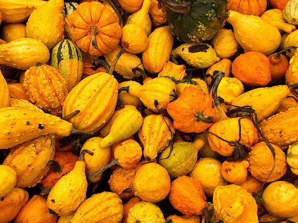 Bill T 2023-10-15 039 Shamrock Farms