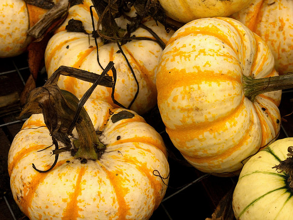Bill T 2023-10-15 044 Shamrock Farms