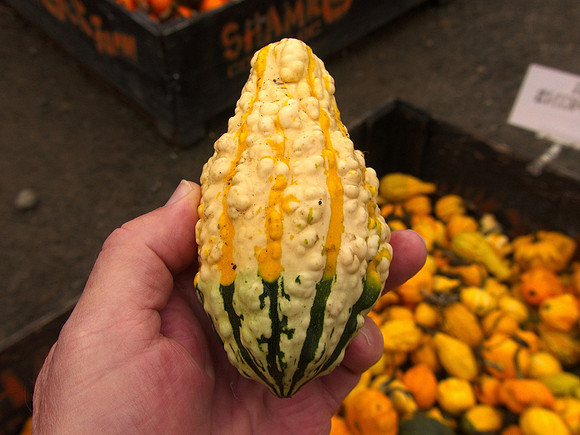 Bill T 2023-10-15 052 Shamrock Farms