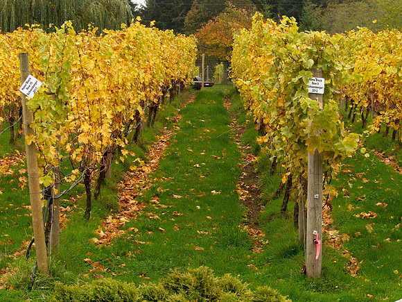 Bill T 2023-10-15 094 40 Knots Winery