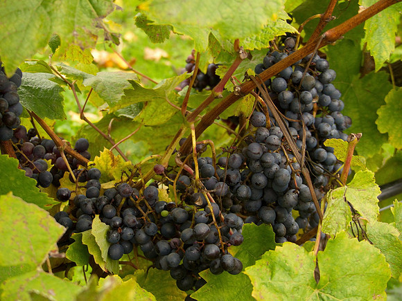 Bill T 2023-10-15 099 40 Knots Winery