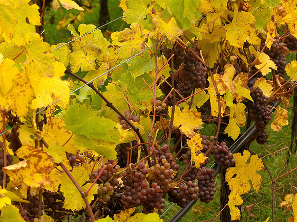 Bill T 2023-10-15 107 40 Knots Winery