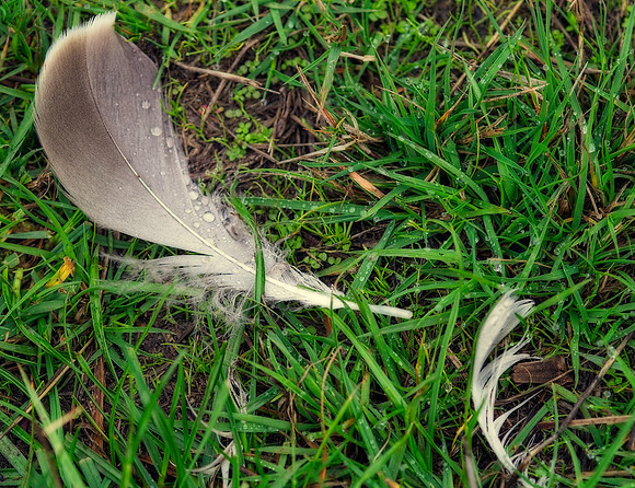 Jessica North-O'Connell Feather Story