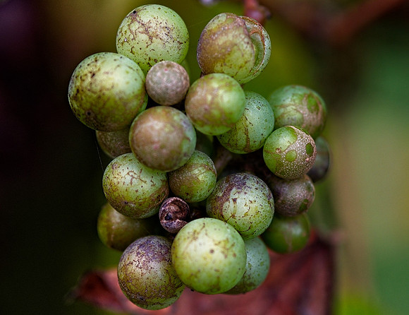 Jessica North-O'Connell Grape Adventure